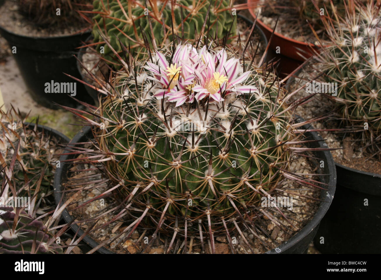 Cactus (Stenocactus zacatecasensis) da seme da Zacatecas Messico. Foto Stock