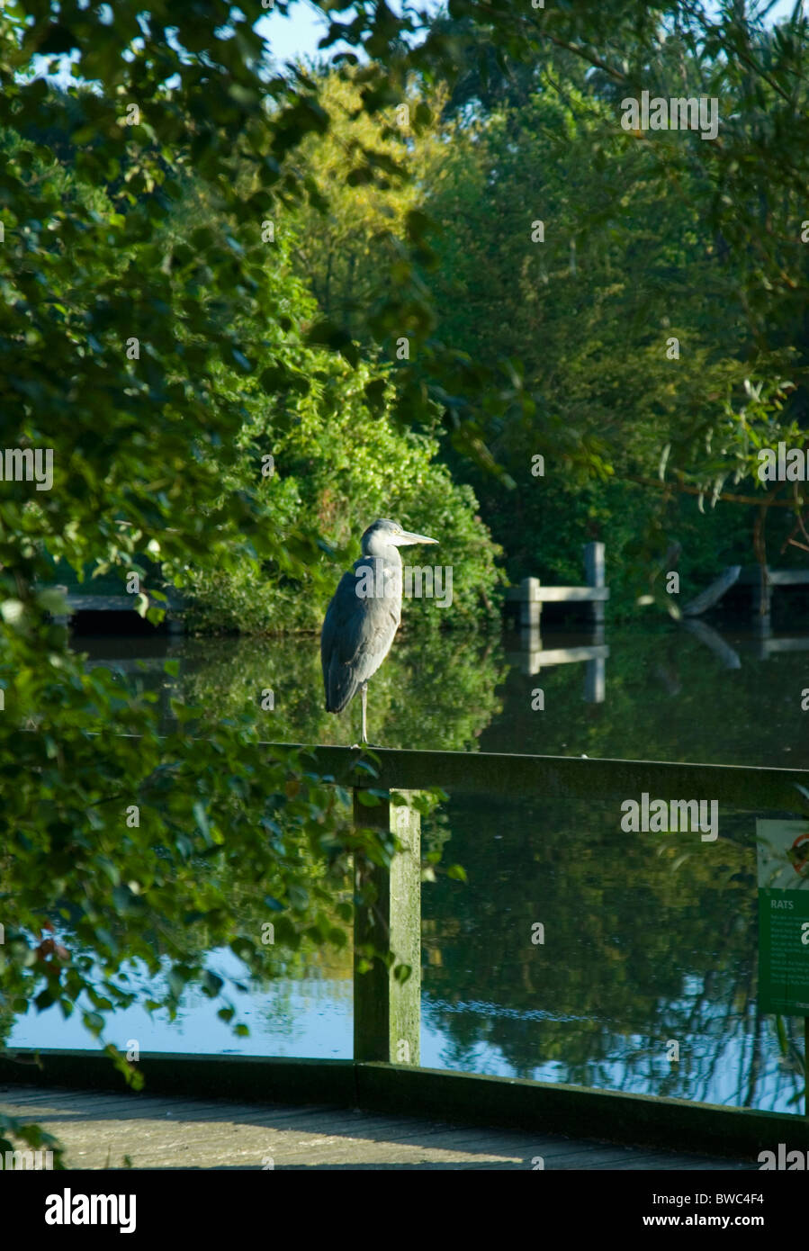 Heron accanto a Wandsworth stagno comune, Londra Foto Stock