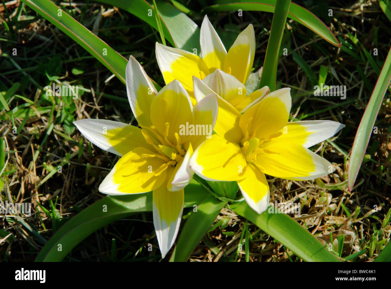 Wildtulpe - Tulipano selvatico 03 Foto Stock
