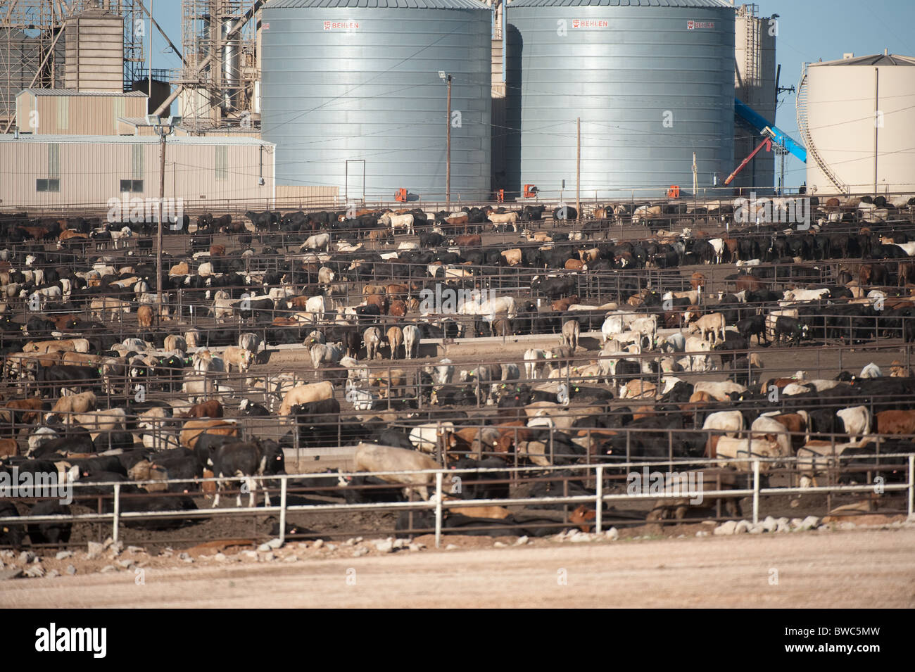 Affollato di bovini da carne feedlot vicino a Hereford in panhandle area del Texas, Stati Uniti d'America Foto Stock