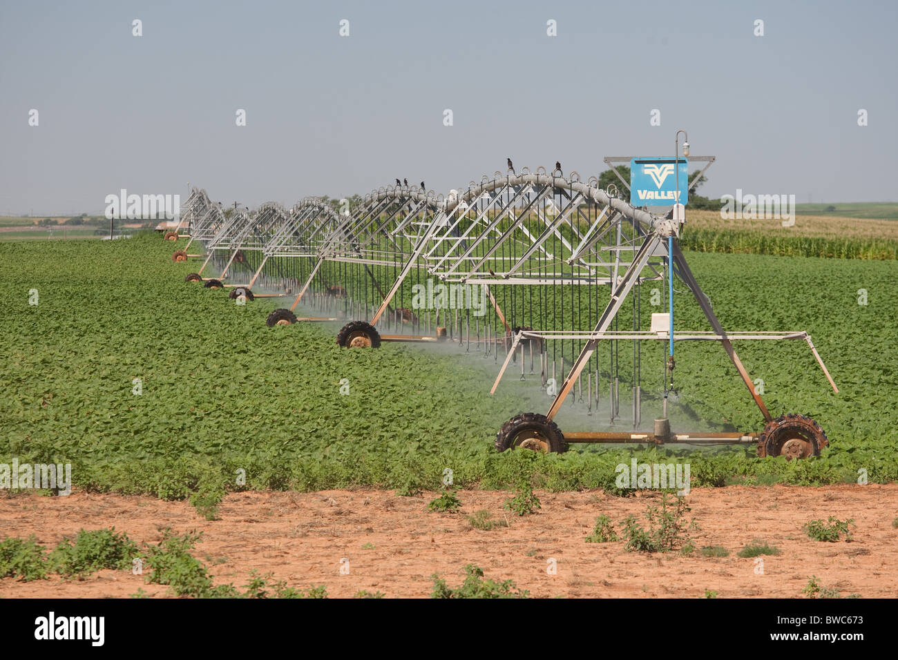 Irrigatore acque campo di fagioli di soia in zona agricola del Texas Panhandle. Foto Stock