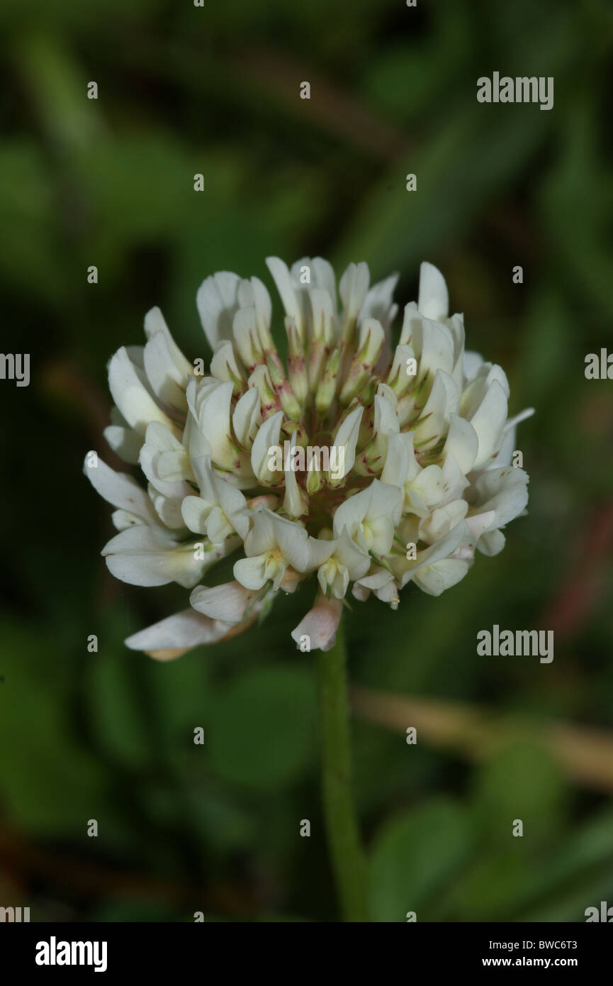 Trifolium repens Trifoglio bianco Foto Stock