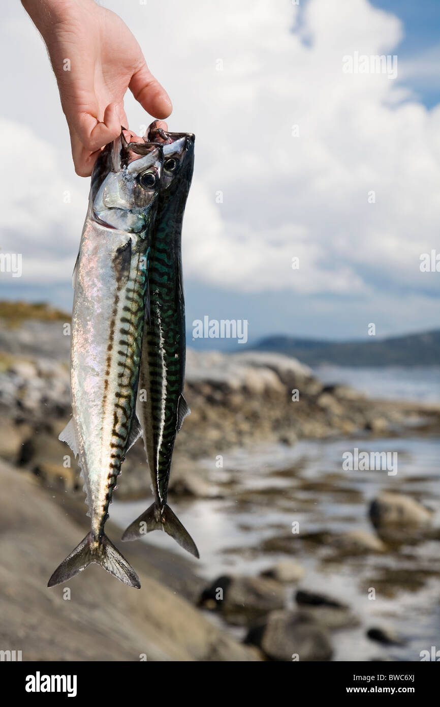 Mano azienda sgombri freschi dal mare Foto Stock