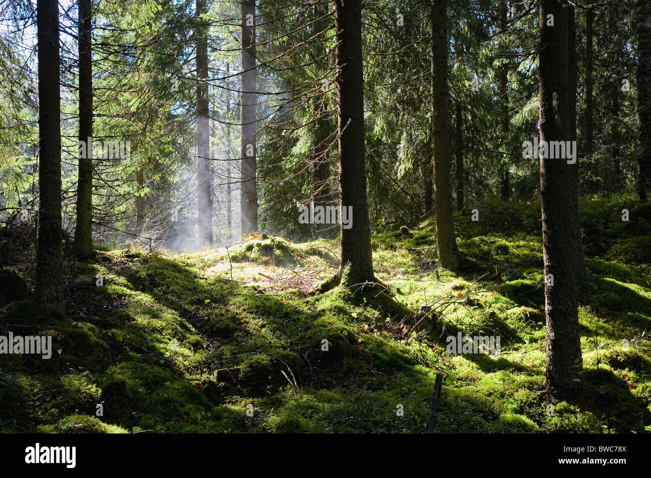 Lussureggiante foresta verde dopo la doccia a pioggia Foto Stock