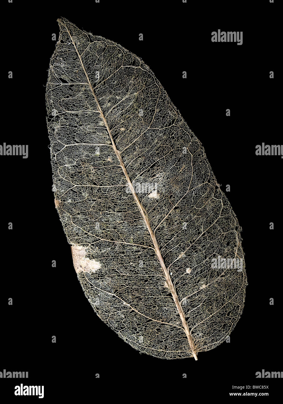 Struttura di anta vene isolati su sfondo nero Foto Stock