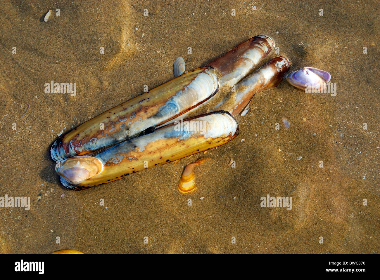 Guscio di rasoio o un rasoio Clam su una spiaggia di sabbia nel Galles del Sud nel Regno Unito. Foto Stock