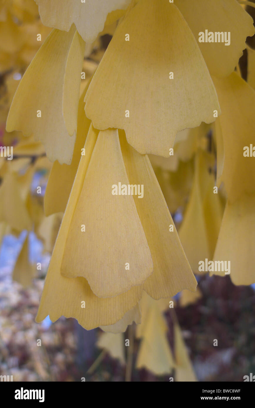 Dorata fogliame di un estratto di ginkgo biloba Albero in autunno Foto Stock