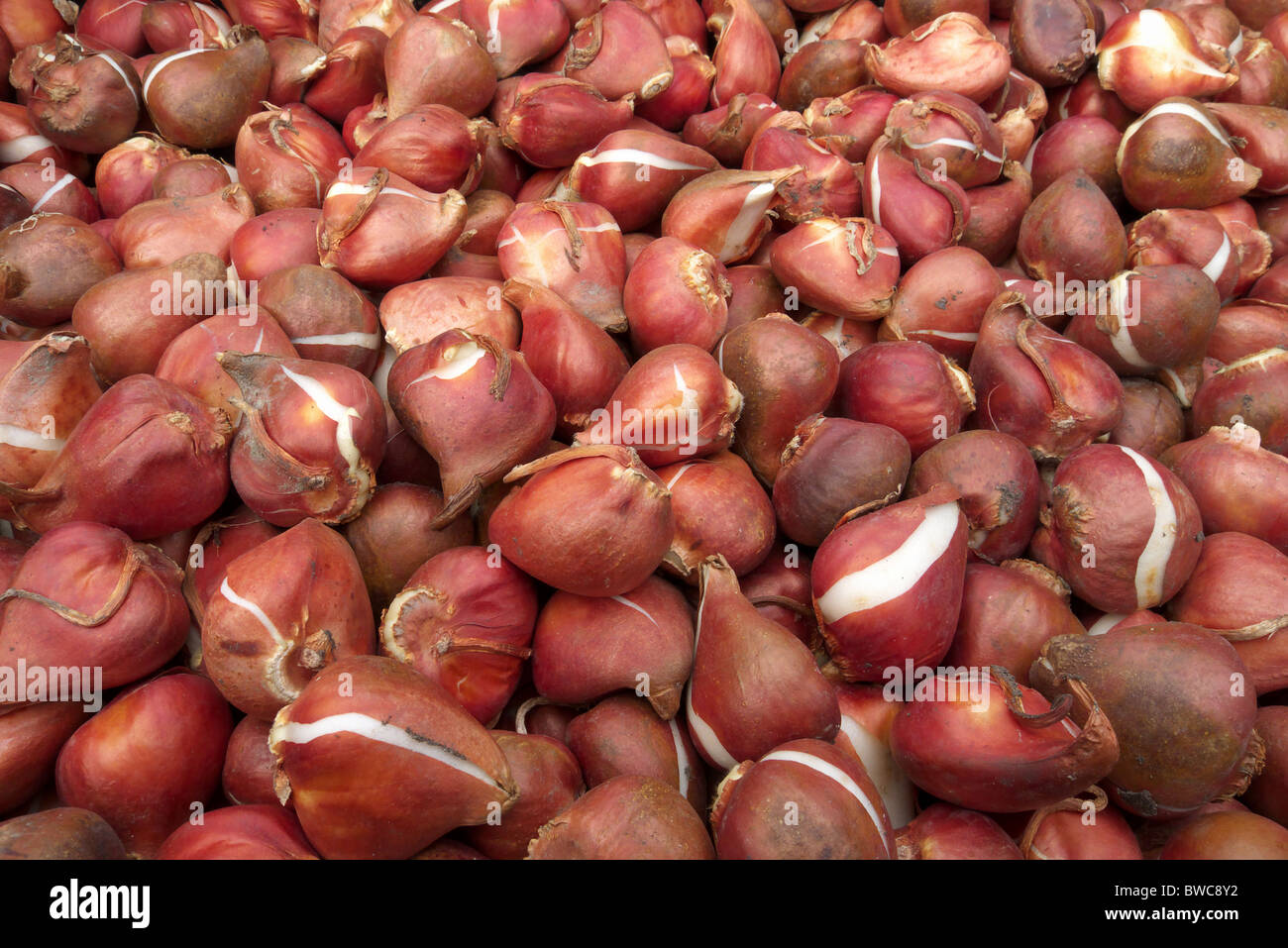 Un vassoio di bulbi di tulipani essendo preparato per la piantagione di massa in autunno Foto Stock