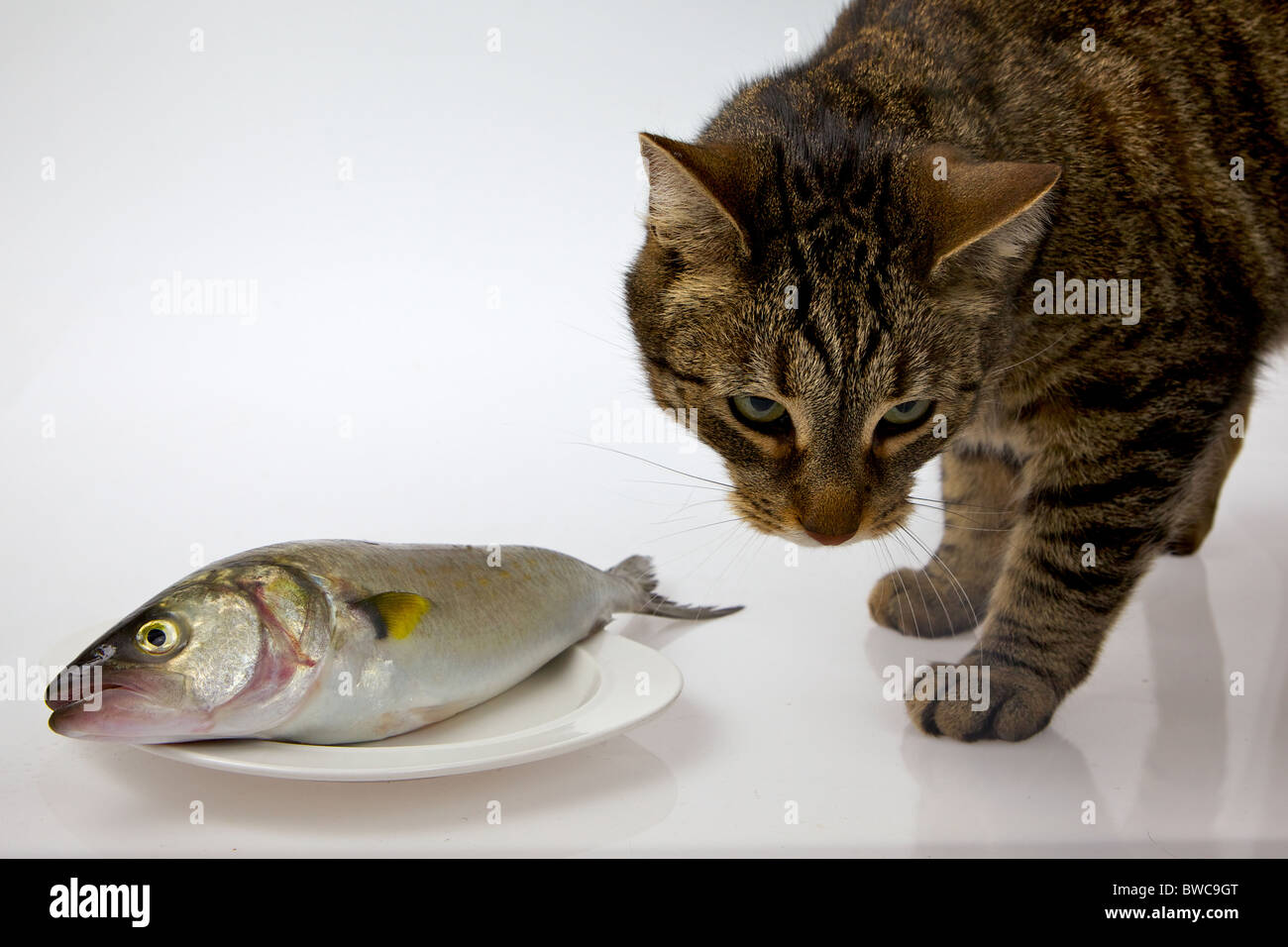 Un gatto ispeziona un pesce crudo che è sdraiato su una piastra con uno sfondo bianco Foto Stock