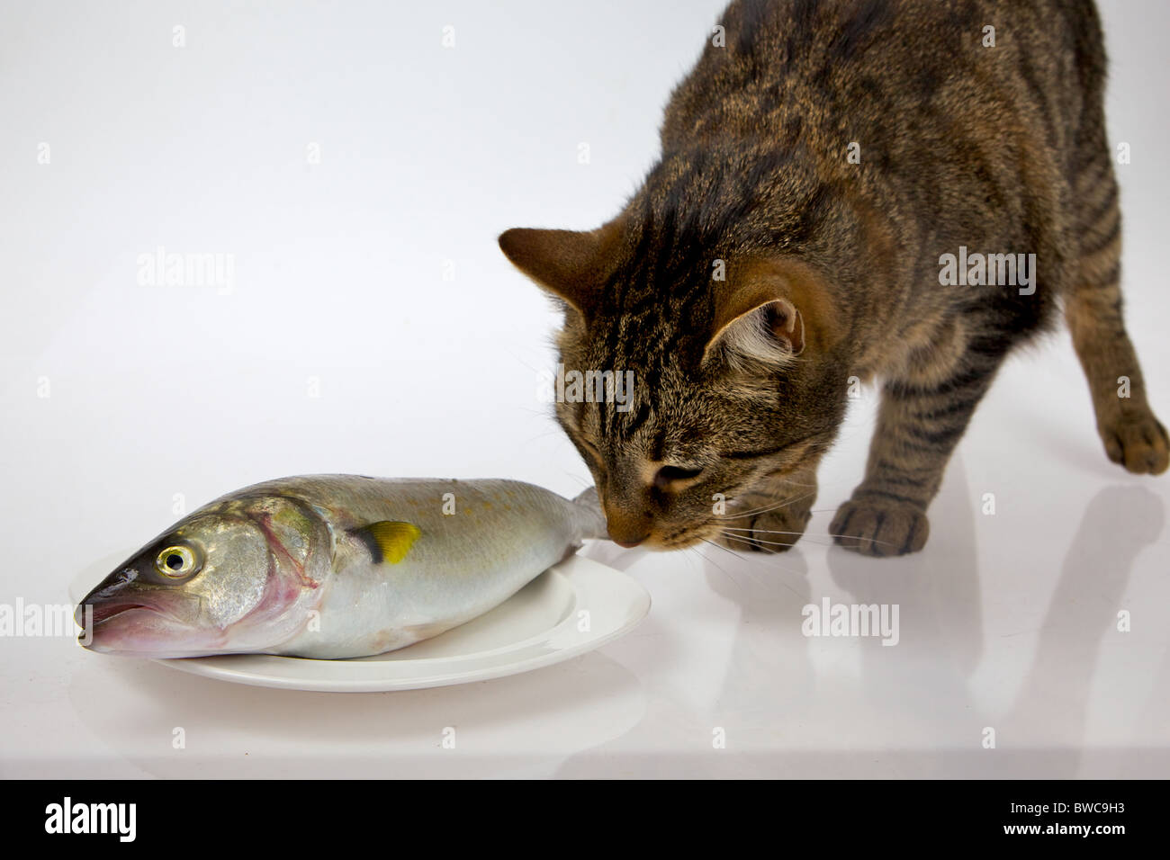 Un gatto ispeziona un pesce crudo che è sdraiato su una piastra con uno sfondo bianco Foto Stock