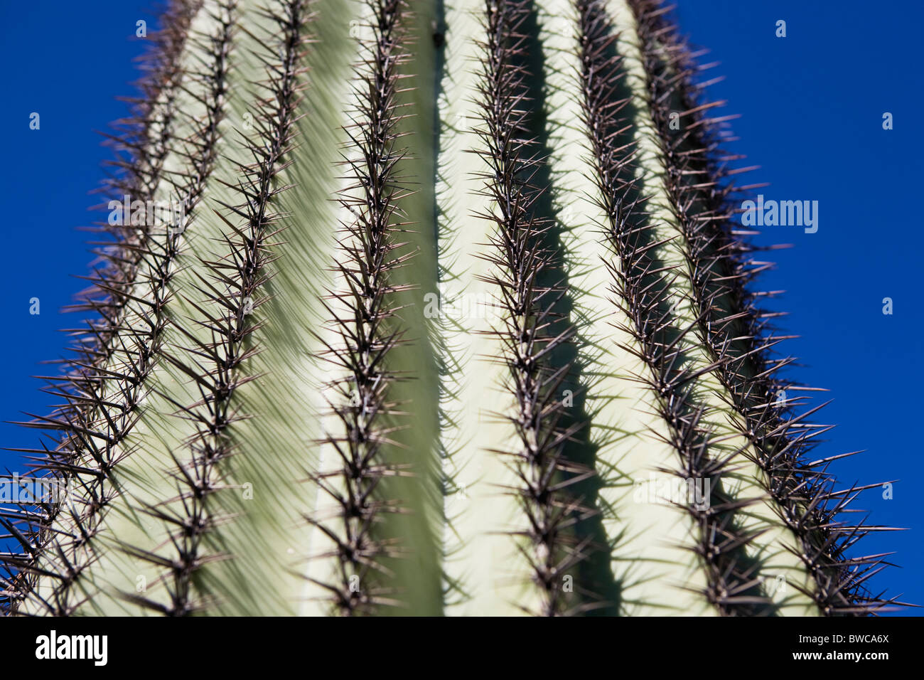 Stati Uniti d'America, Arizona, Phoenix, cactus contro il cielo blu Foto Stock
