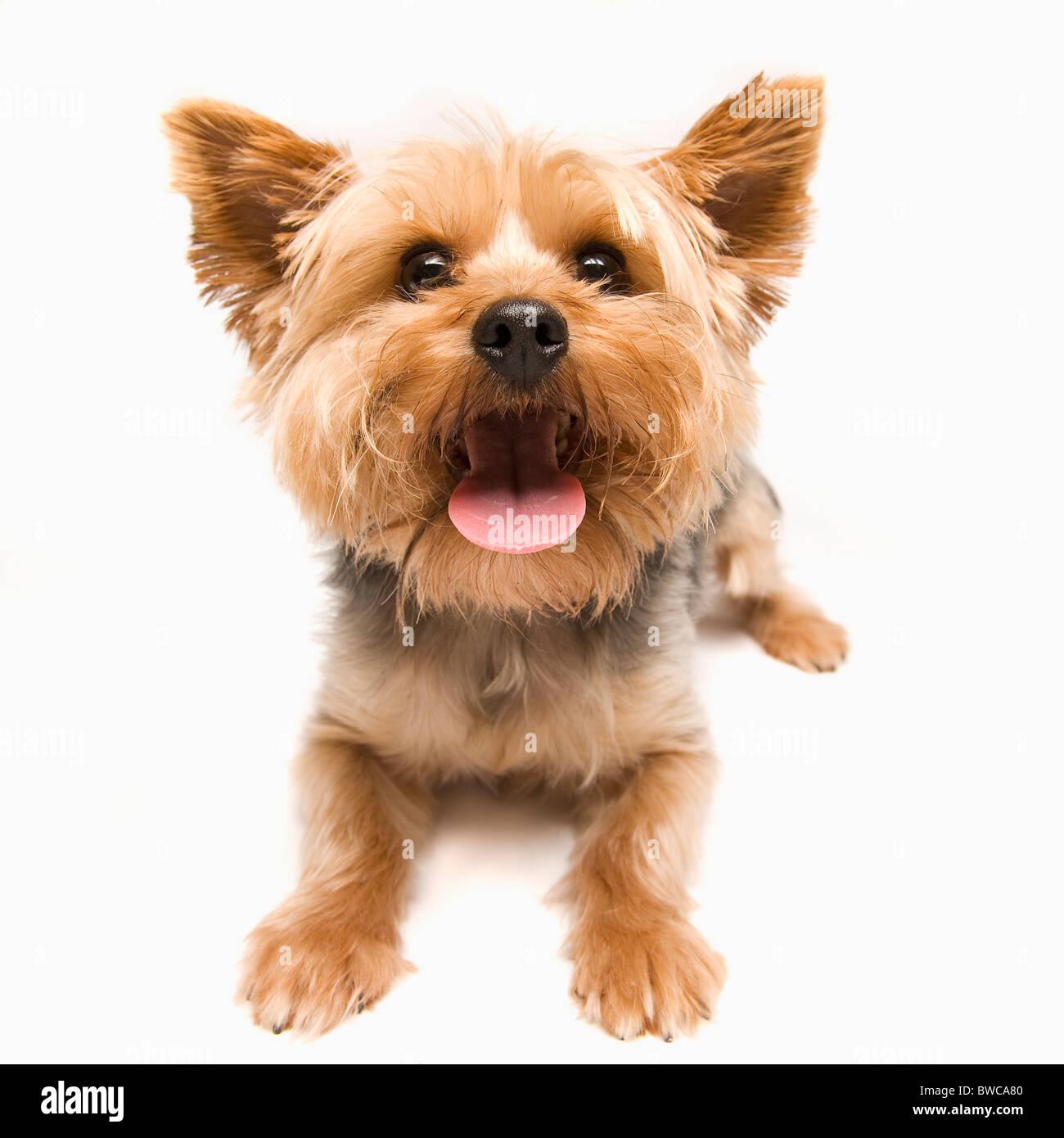 Studio shot dello Yorkshire terrier Foto Stock