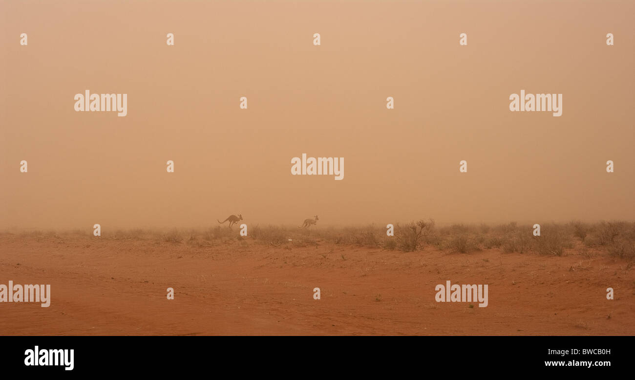 Tempesta di polvere del deserto australiano centrale, che mostra una coppia di canguri per sfuggire alla fine polvere rossa Foto Stock