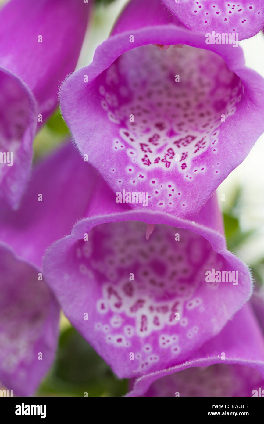 Viola del Foxglove Foto Stock