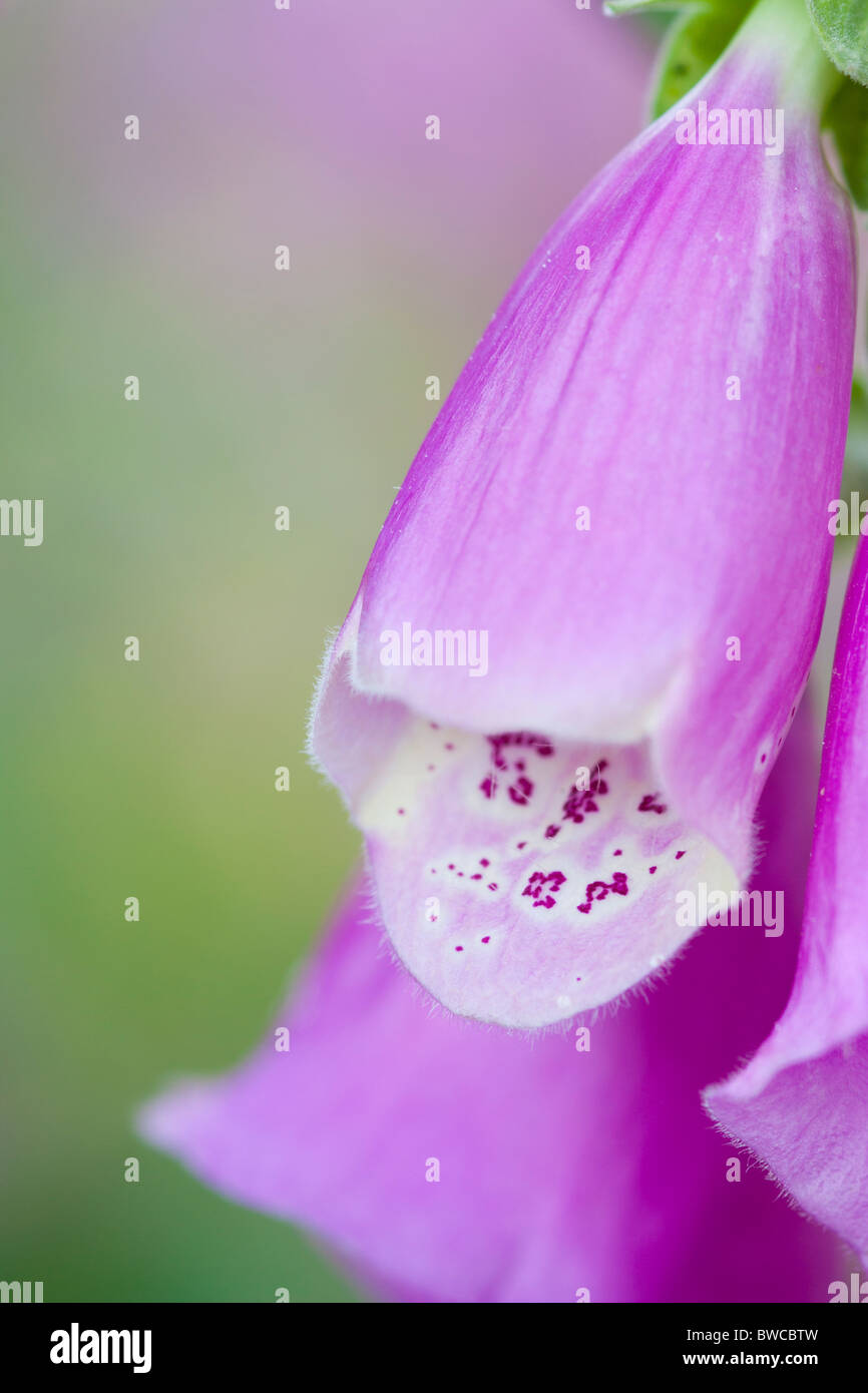 Viola del Foxglove Foto Stock