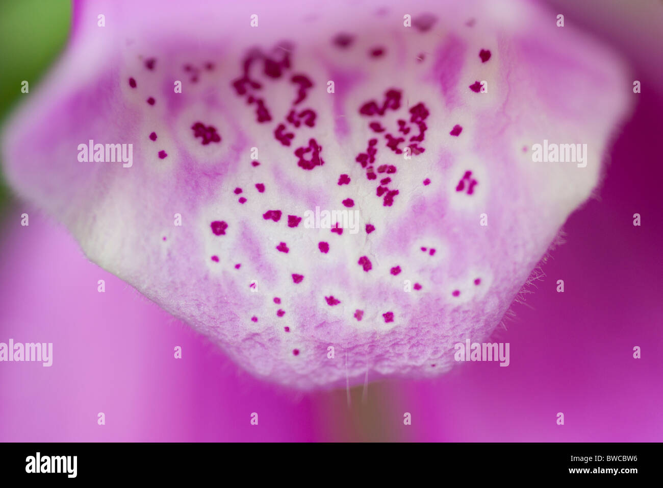 Viola del Foxglove Foto Stock