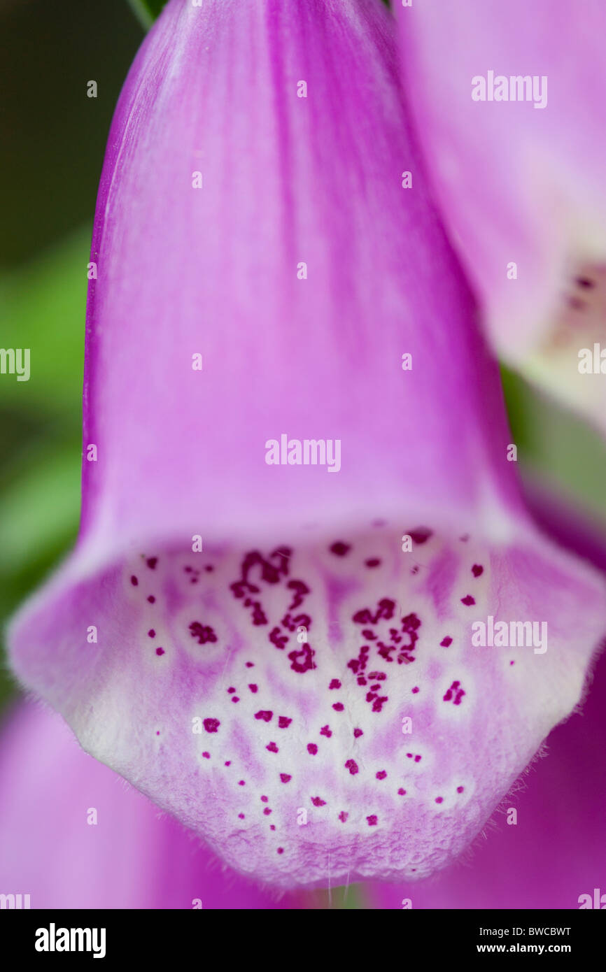 Viola del Foxglove Foto Stock