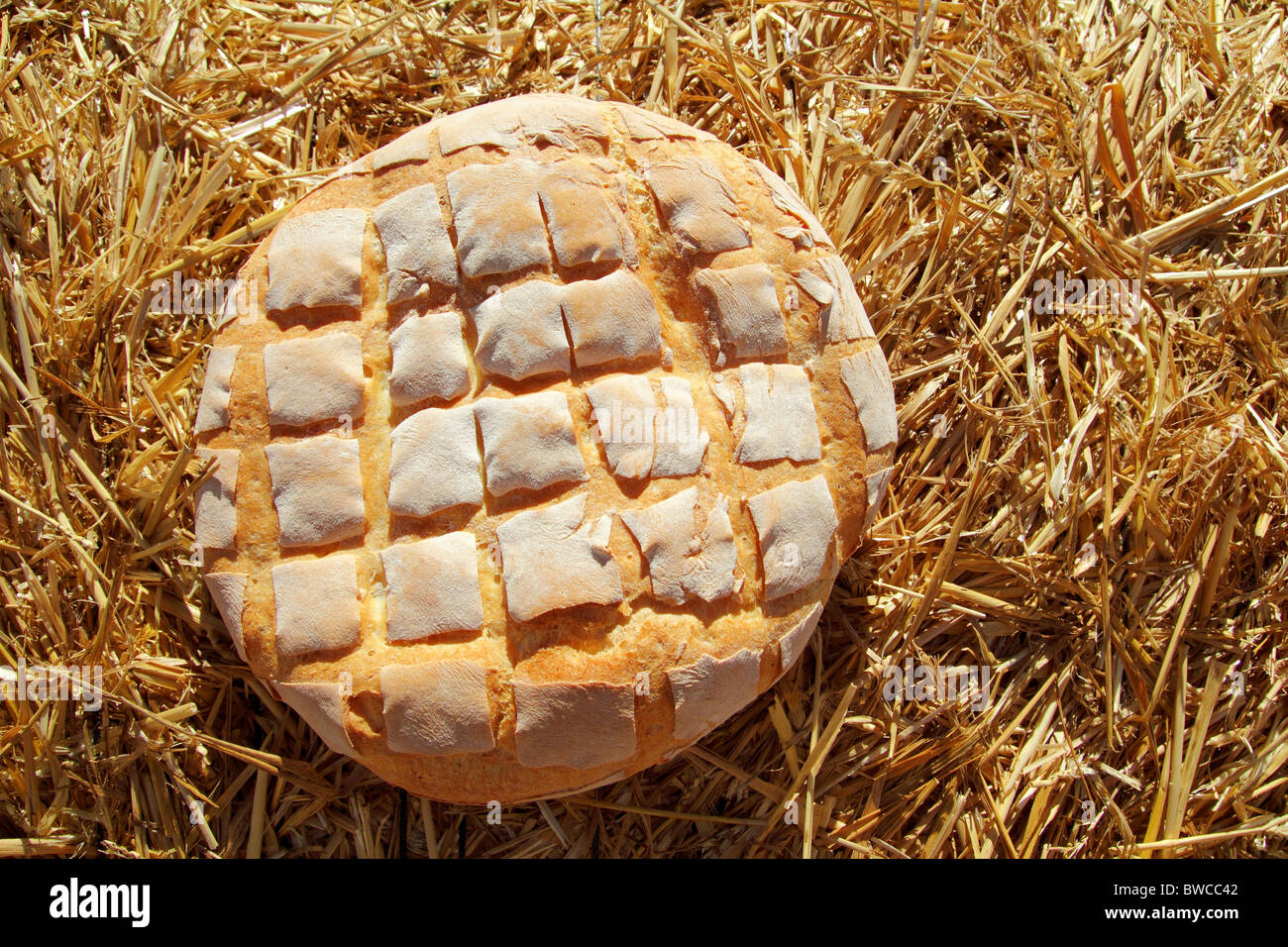 La pagnotta di pane rotondo su golden paglia di grano sullo sfondo Foto Stock