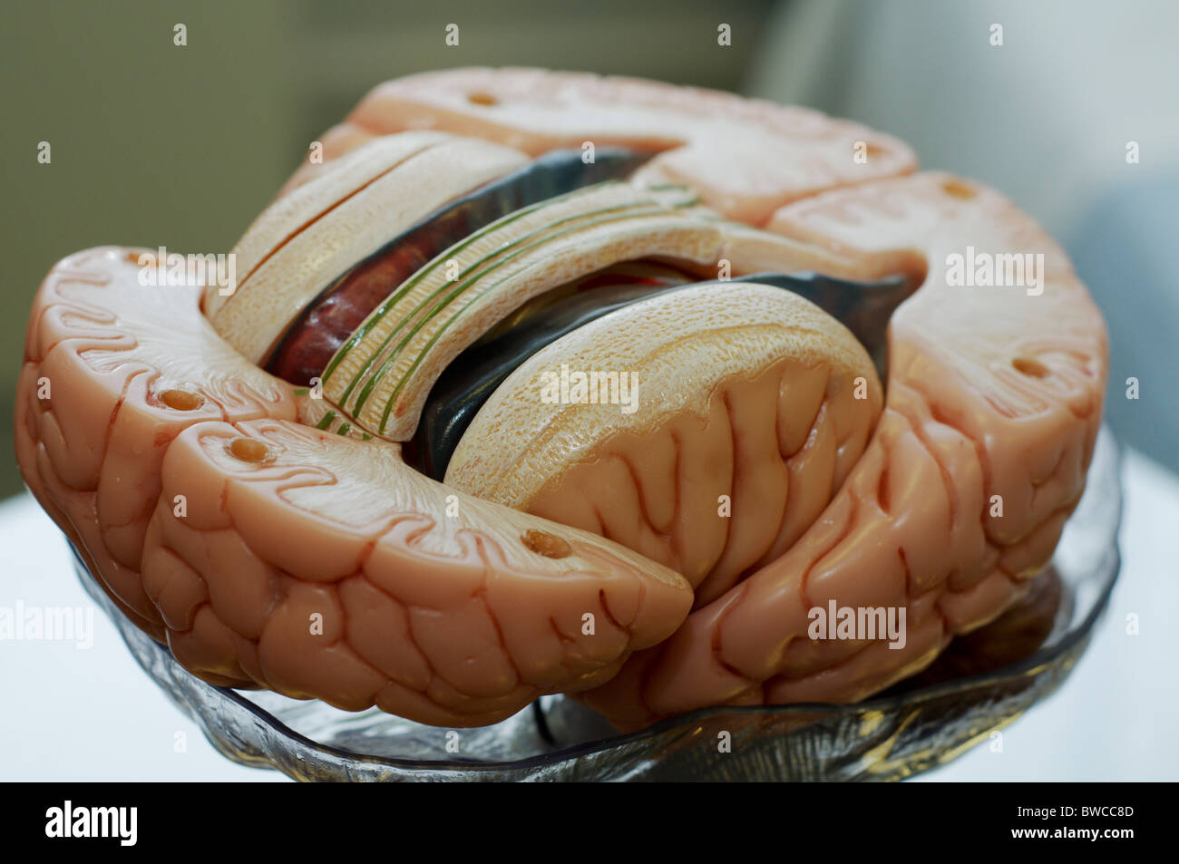 Modello di un cervello umano per la formazione medica e biologia Foto Stock