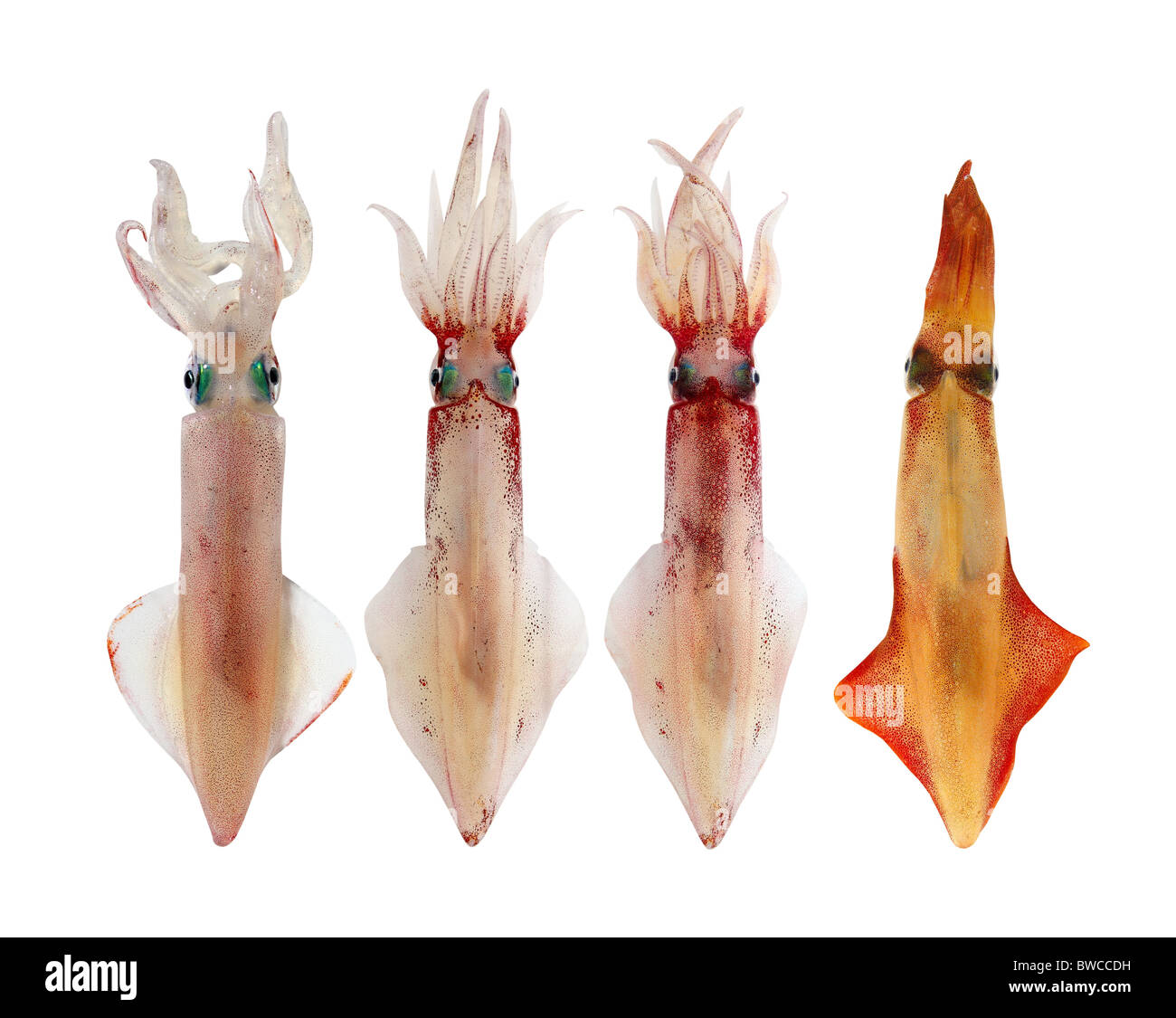 Calamari Loligo vulgaris in una disposizione di riga isolata di frutti di mare su bianco Foto Stock