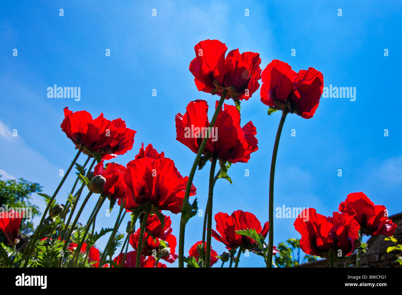 Papaveri rossi, Papaver, in un giardino contro un cielo blu chiaro Foto Stock