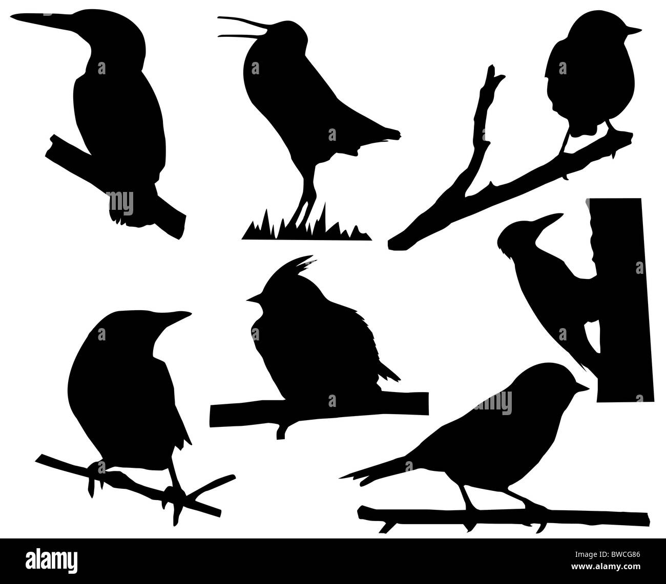 Silhouette di piccoli uccelli su albero di diramazione Foto Stock