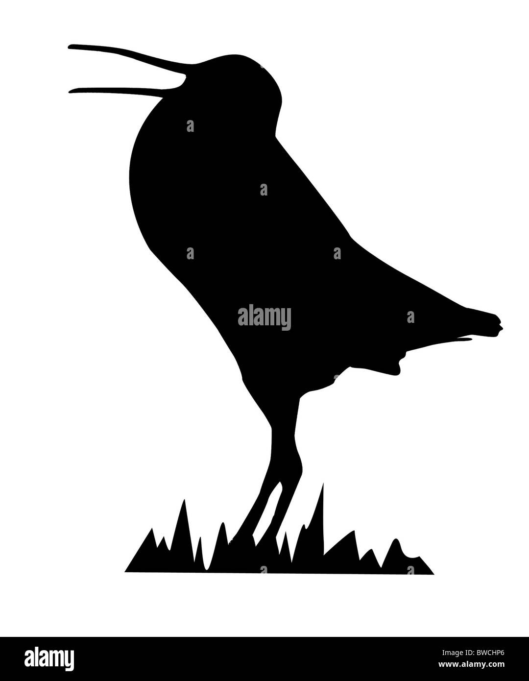 Disegno beccaccino isolati su sfondo bianco Foto Stock