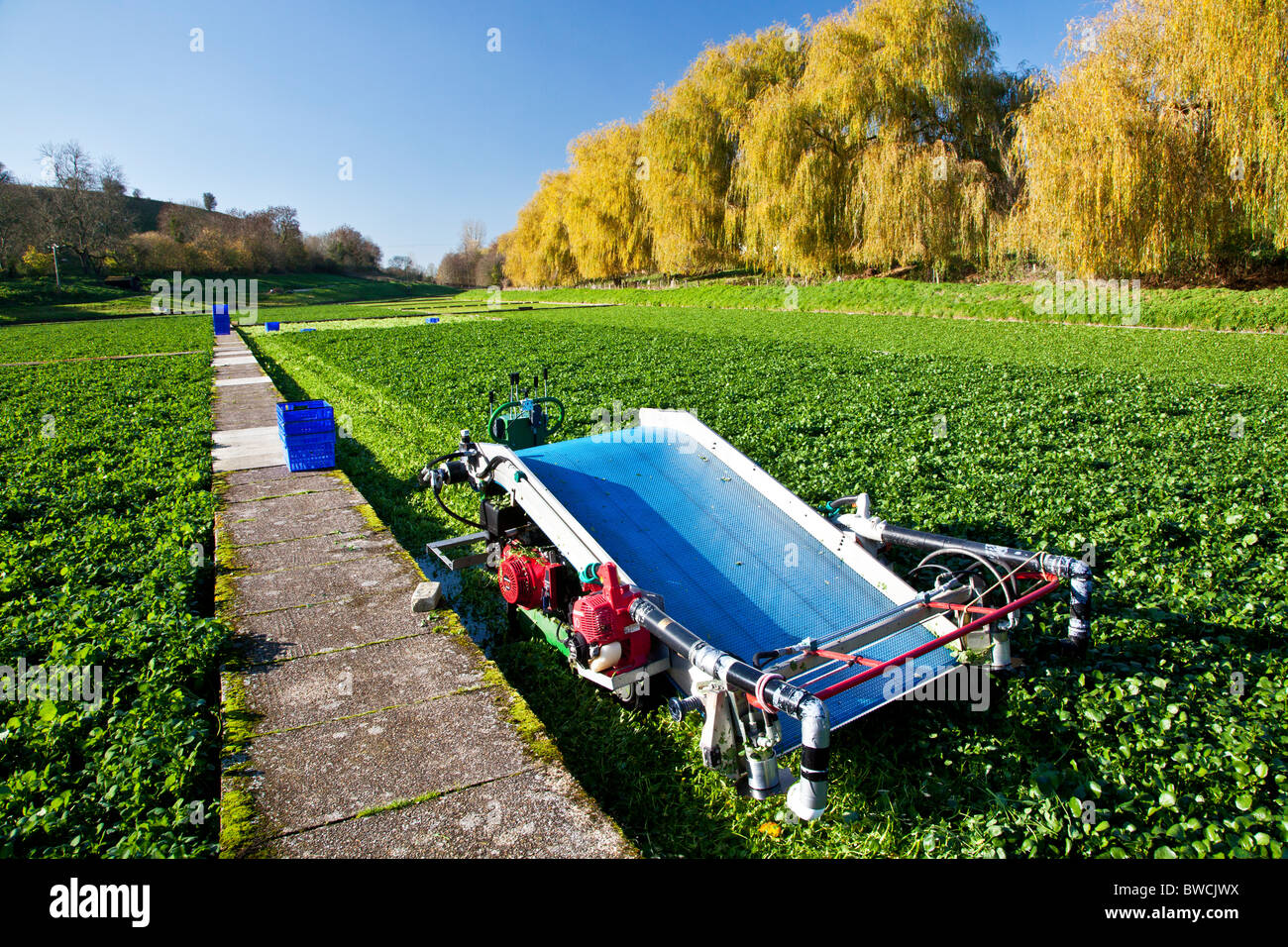 Il crescione prati o campi nel Wiltshire villaggio di Broad Chalke, England, Regno Unito Foto Stock