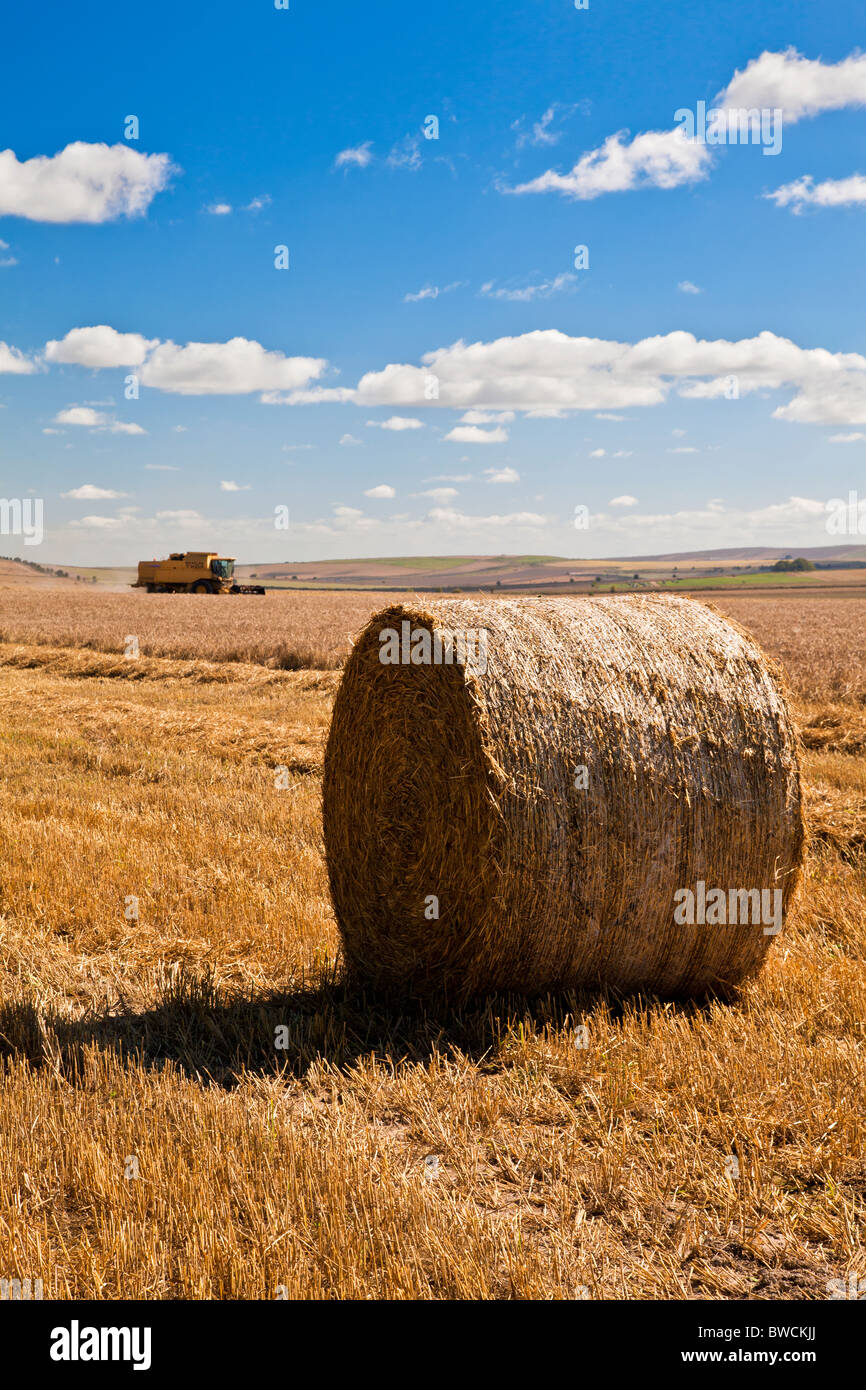 Fienagione in campi nei pressi Roundway Down, Wiltshire, Inghilterra, Regno Unito Foto Stock