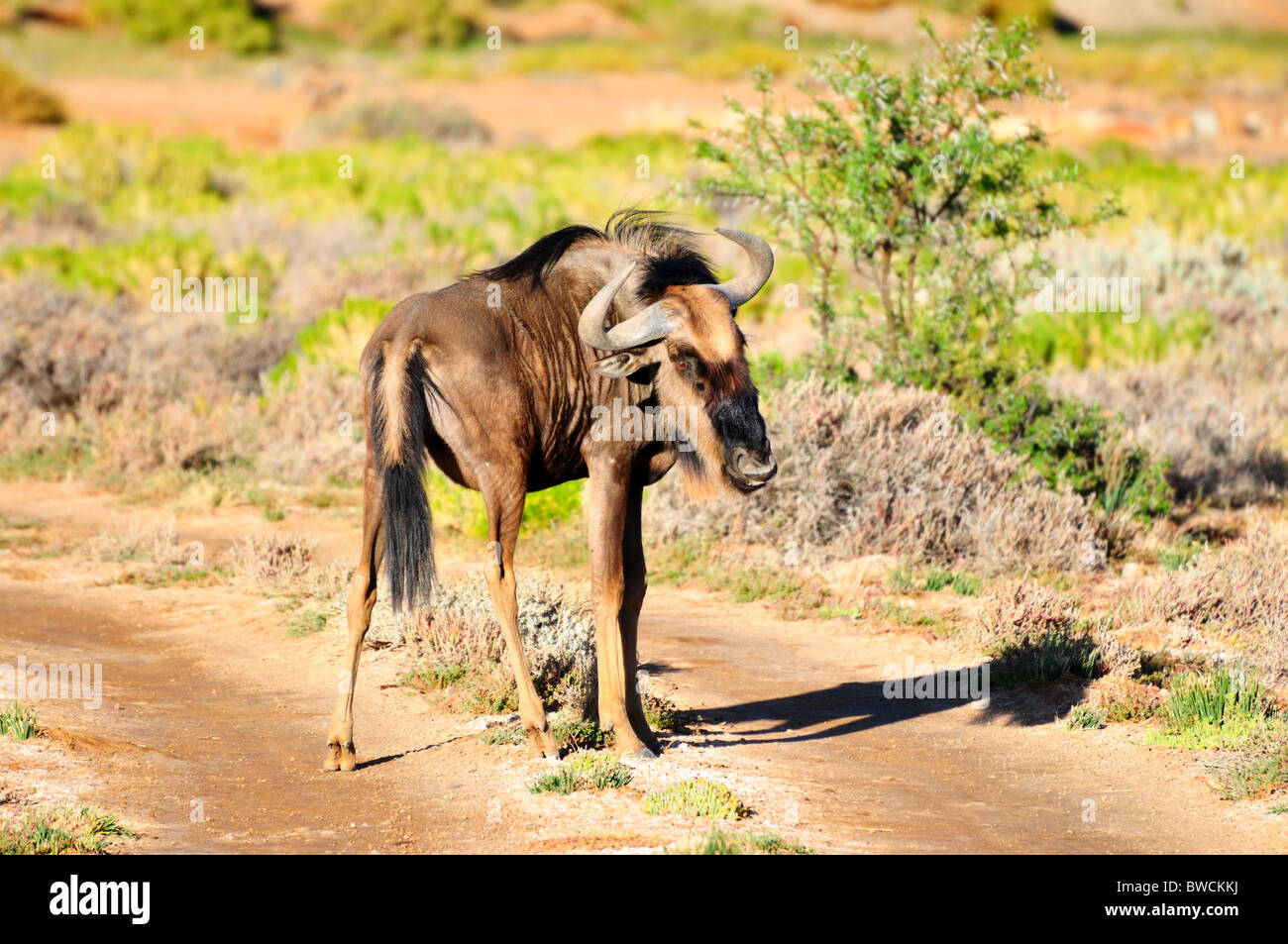 Un blu gnu si erge nel mezzo della strada. Sud Africa. Foto Stock
