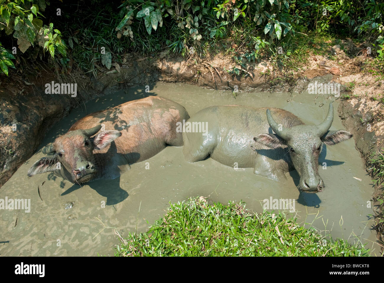 Bufalo d'acqua wallowing in una piscina di fango. Vietnam del nord Foto Stock