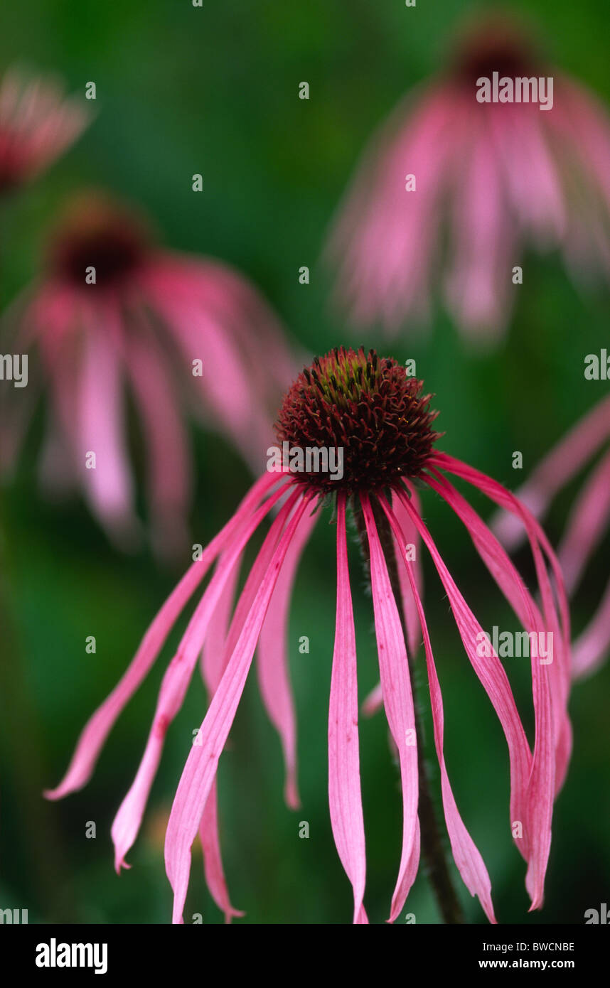ECHINACEA PALLIDA viola chiaro CONEFLOWER Foto Stock