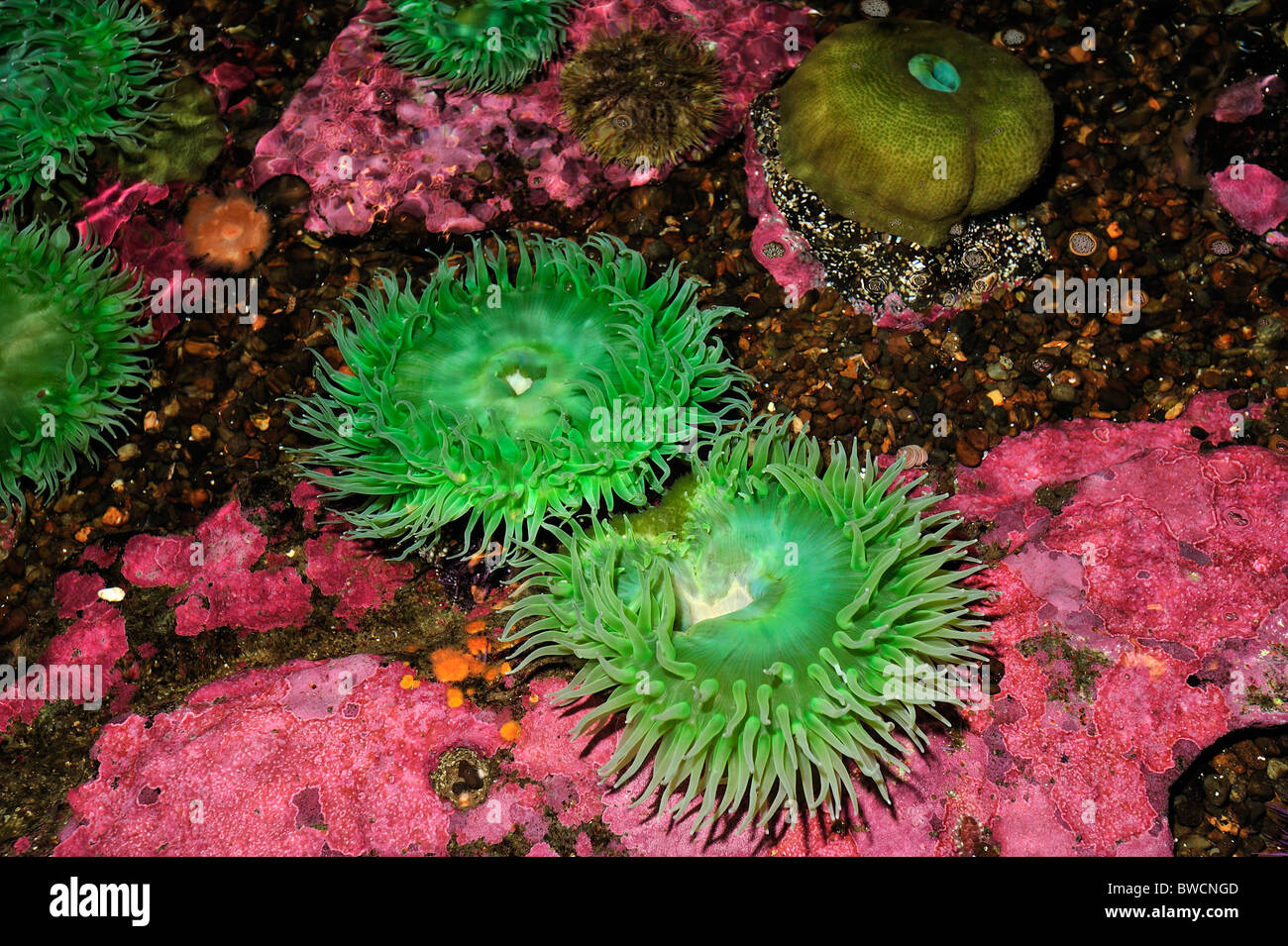 Verde gigante anemone, Anthopleura xanthogrammica, captive Foto Stock