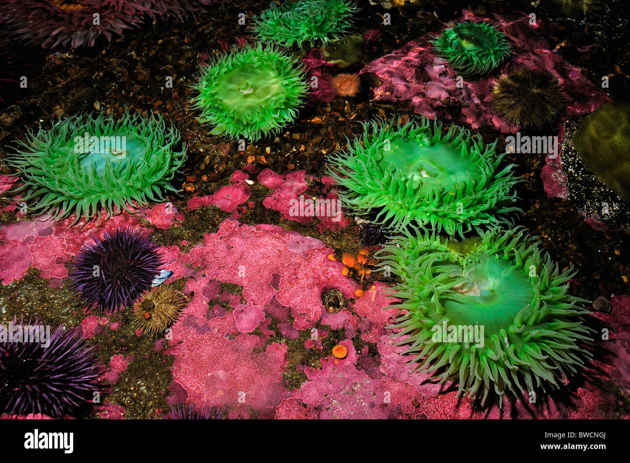 Verde gigante anemone, Anthopleura xanthogrammica, captive Foto Stock