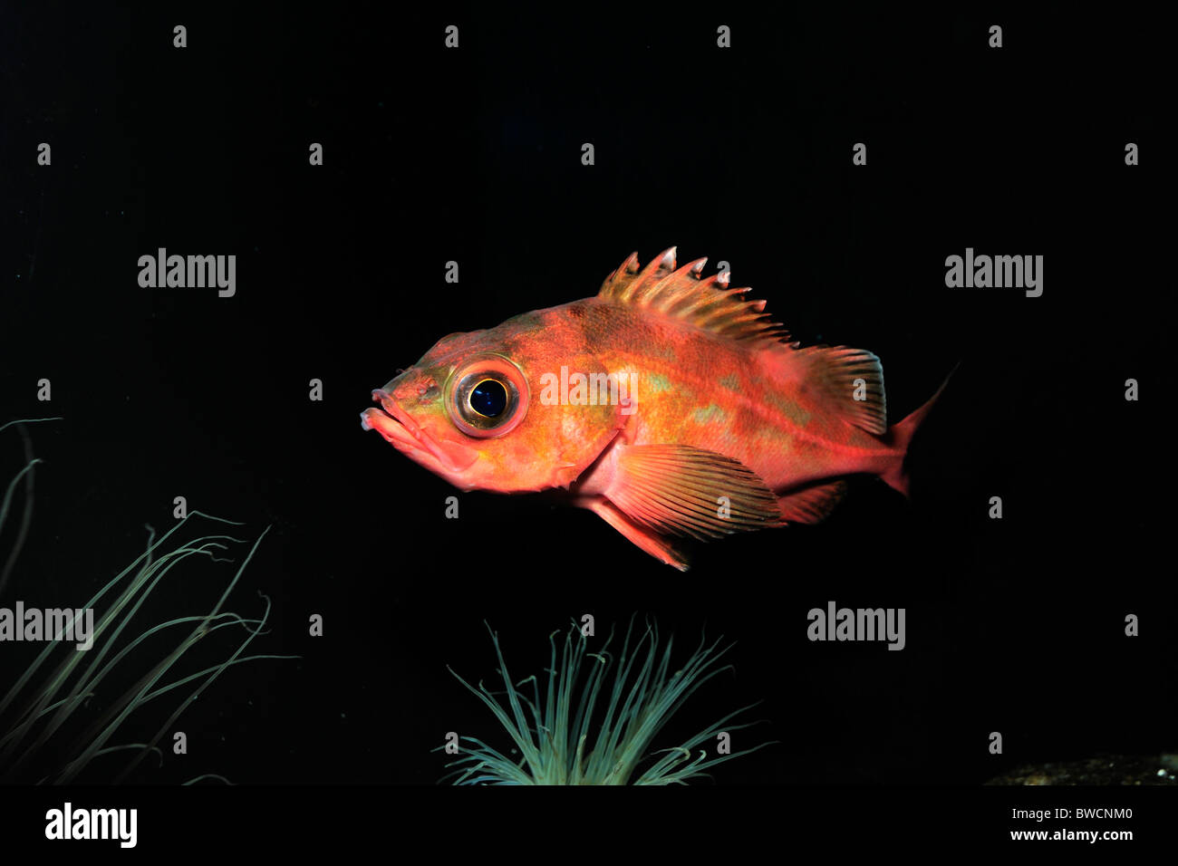 Splitnose pesce, Sebastes diploproa, captive Foto Stock
