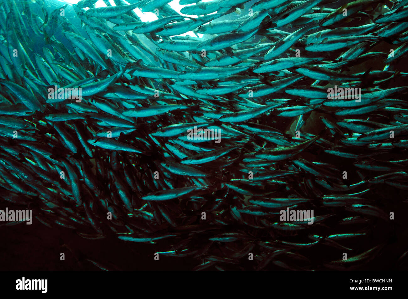 Coho salmone, Oncorhynchus kisutch, il novellame, captive Foto Stock