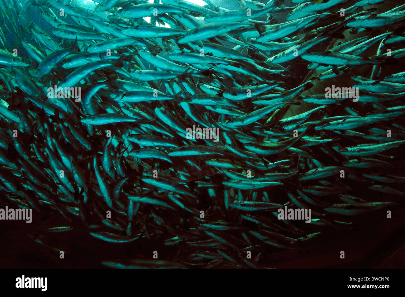 Coho salmone, Oncorhynchus kisutch, il novellame, captive Foto Stock