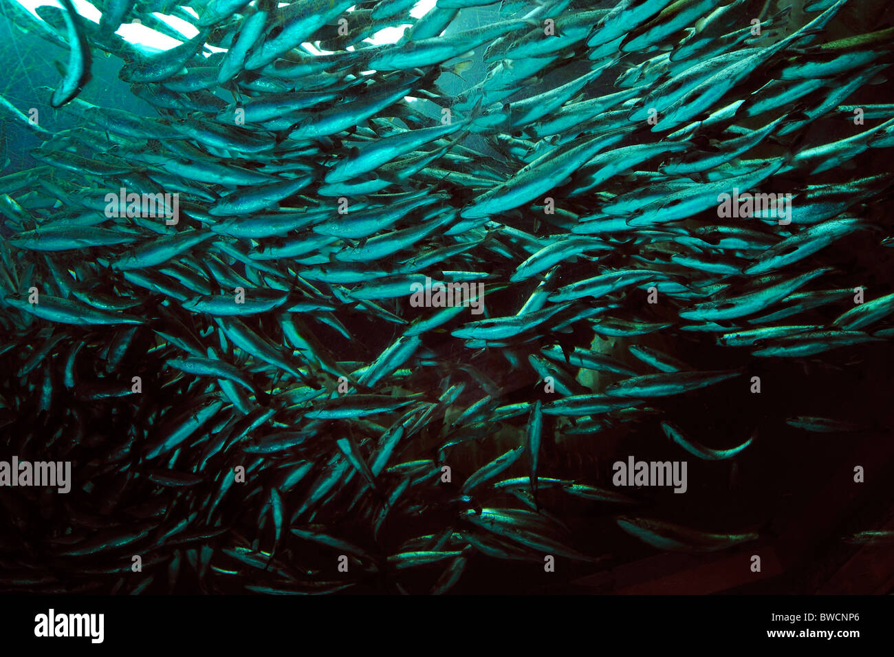 Coho salmone, Oncorhynchus kisutch, il novellame, captive Foto Stock