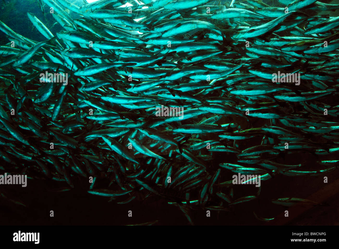 Coho salmone, Oncorhynchus kisutch, il novellame, captive Foto Stock