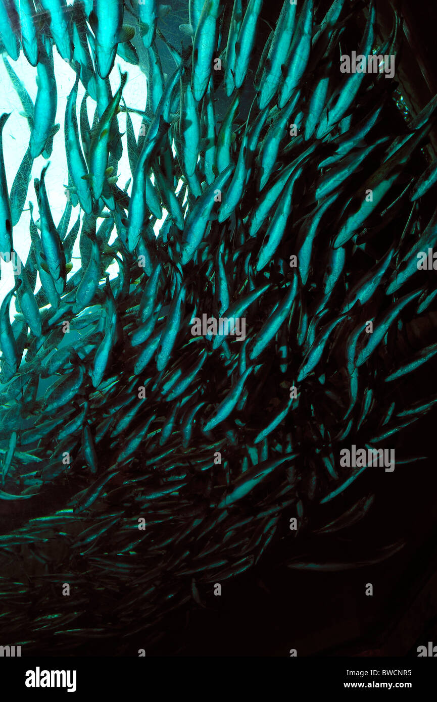 Coho salmone, Oncorhynchus kisutch, il novellame, captive Foto Stock