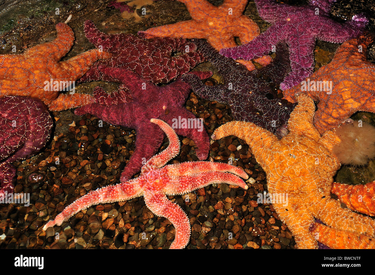 Ocra stella di mare, Pisaster ochraceus, e Rainbow stella di mare, Orthasterias koehleri, captive Foto Stock