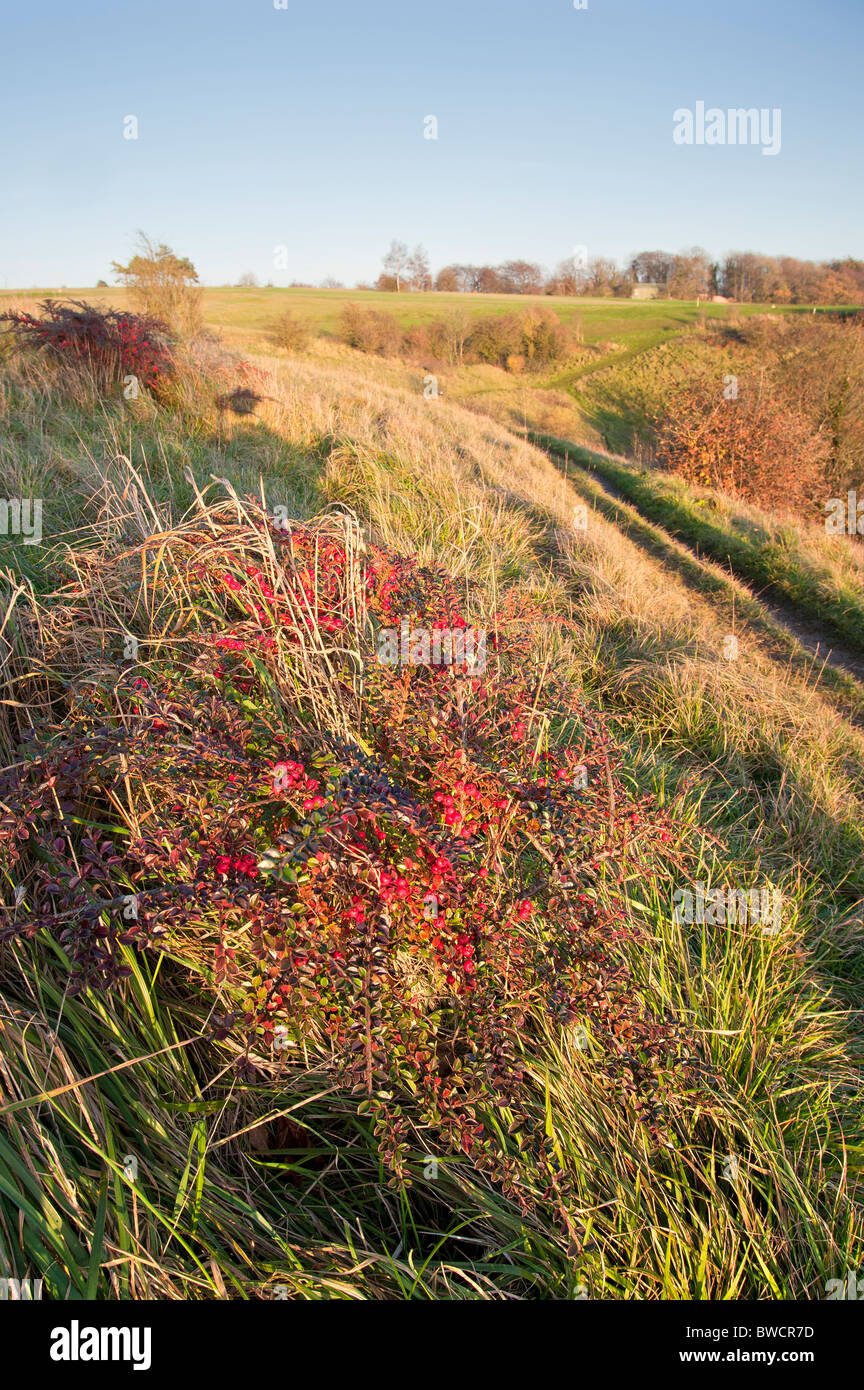 Cotoneaster crescono in calcare nativo prateria a Stinchcombe Hill Foto Stock