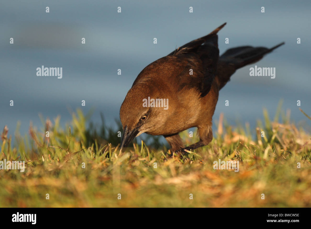 Una femmina di Brewer's Blackbird alimentazione vicino alla terra. Foto Stock