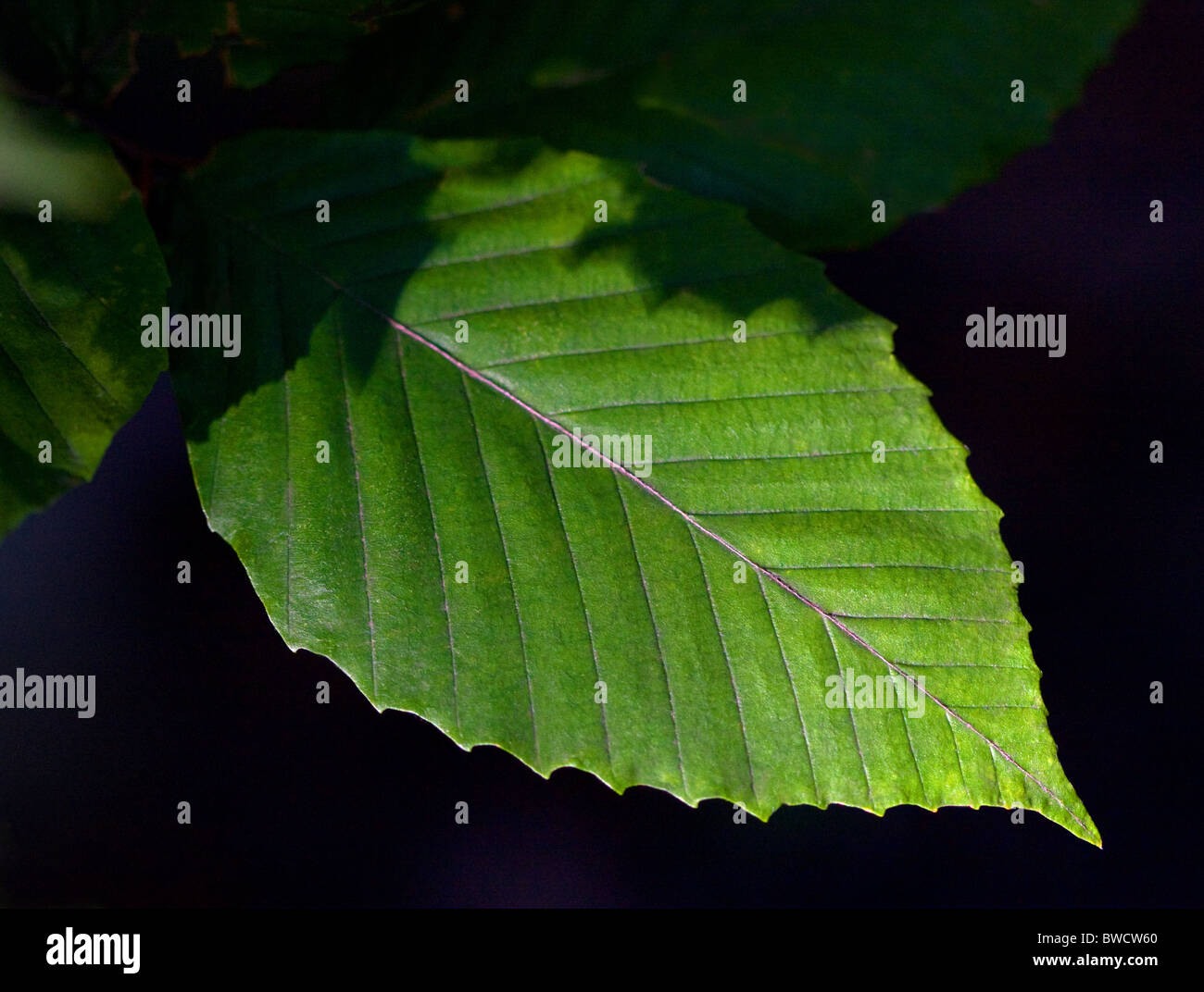 Close-up di foglia dalla American faggio (Fagus grandifolia) Foto Stock