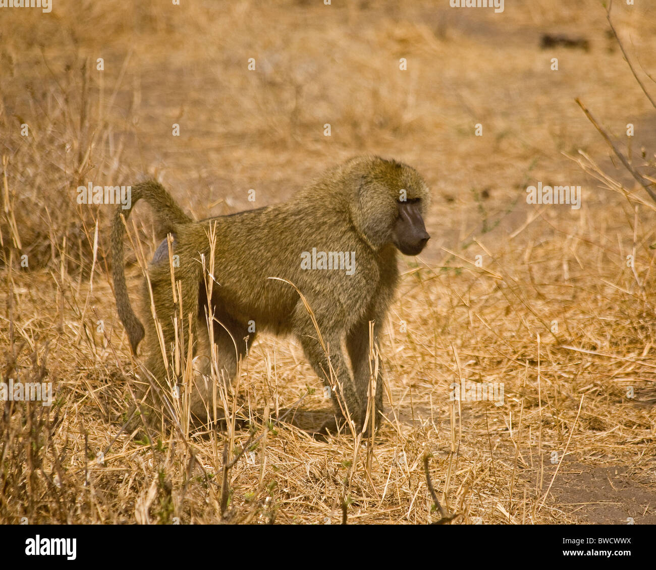 Un babbuino maschio sta di guardia mentre il resto del pacco di foraggi per il cibo. Foto Stock