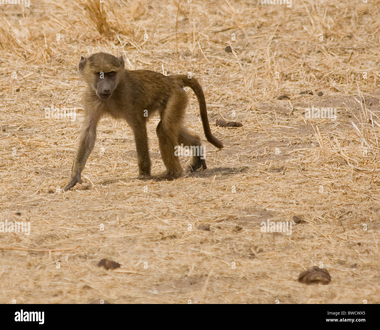 Un bambino babbuino wanders, brevemente separato dalla sua confezione. Foto Stock