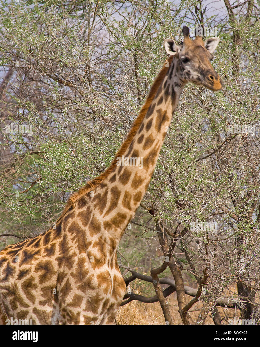 Una giraffa pause dal foraggio per ispezionare i visitatori su un safari in Tanzania. Foto Stock