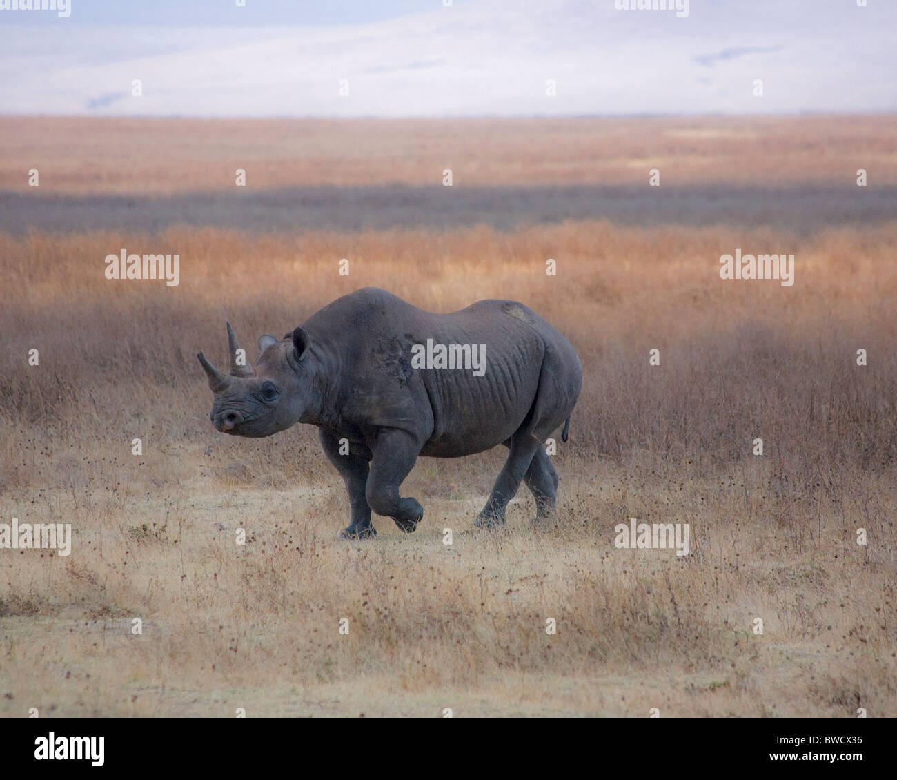 Un maschio di rinoceronte nero saunters attraverso il cratere di Ngorongoro. Foto Stock
