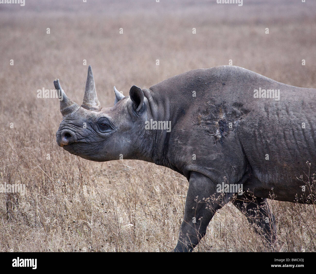 Un maschio maturo rhino nel cratere di Ngorongoro. Foto Stock