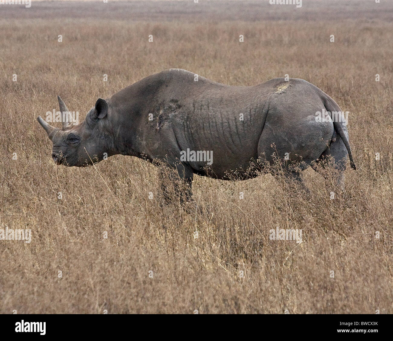 Un grande maschio rinoceronte nero con battaglia cicatrici saunters attraverso il cratere di Ngorongoro. Foto Stock